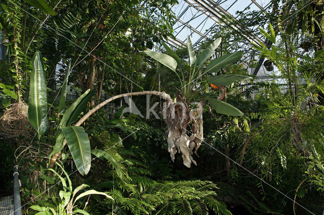 Hortus Botanicus