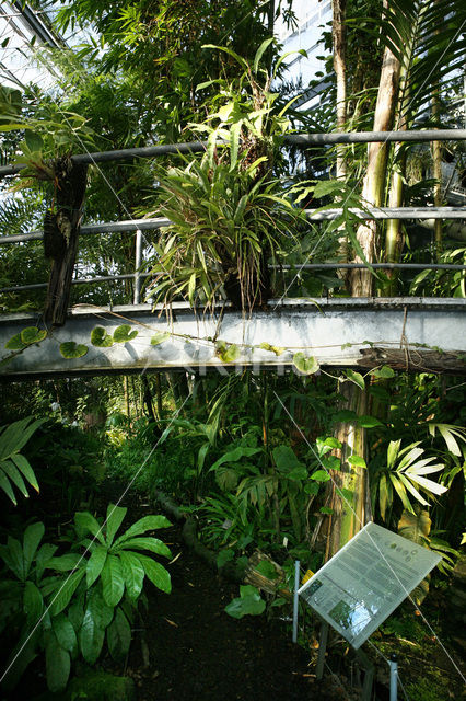Hortus Botanicus