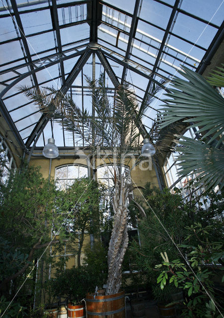 Hortus Botanicus