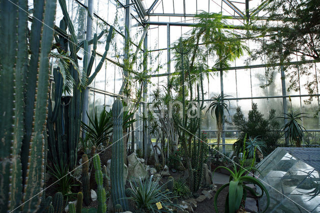 Hortus Botanicus