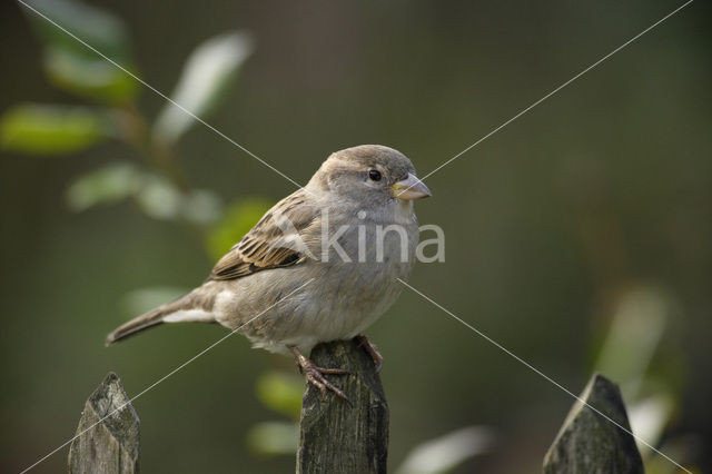 House Sparrow (Passer domesticus)