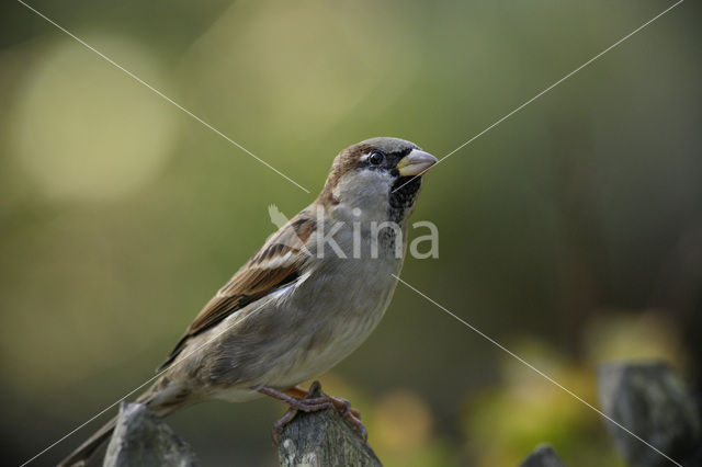 House Sparrow (Passer domesticus)