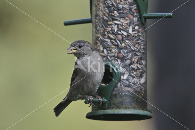 Huismus (Passer domesticus)