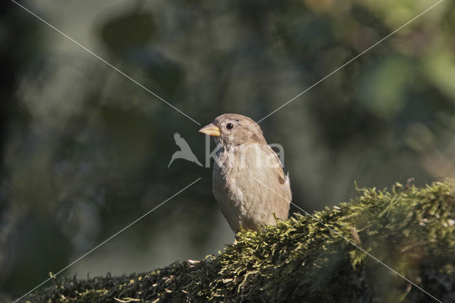 House Sparrow (Passer domesticus)