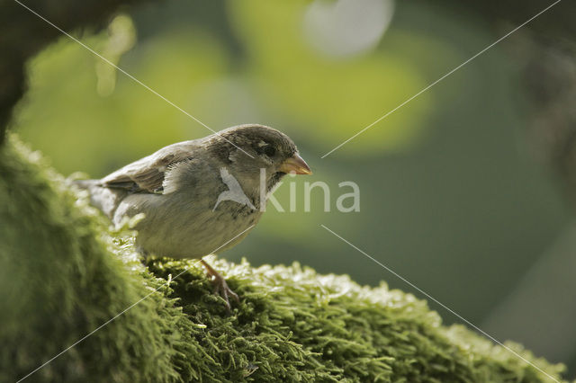 Huismus (Passer domesticus)