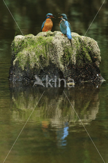 IJsvogel (Alcedo atthis)