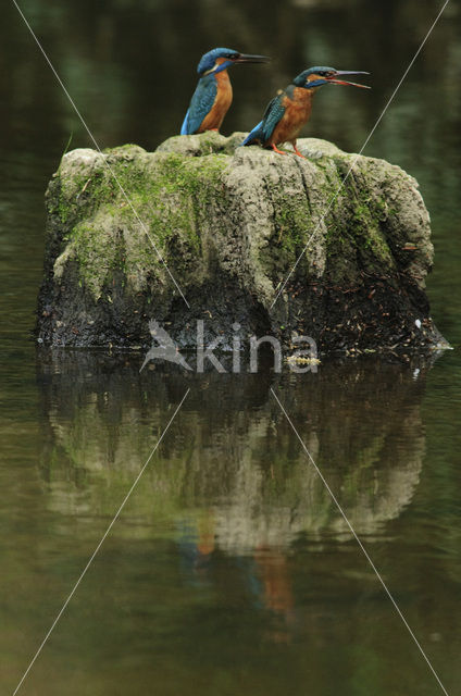 Kingfisher (Alcedo atthis)