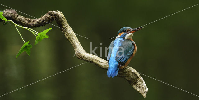 Kingfisher (Alcedo atthis)