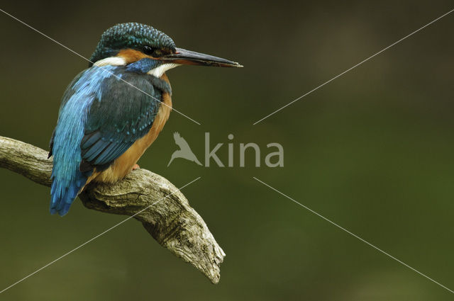 Kingfisher (Alcedo atthis)