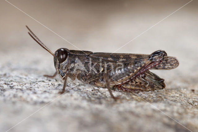 Italian Locust (Calliptamus italicus)