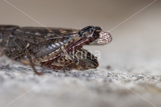 Italian Locust (Calliptamus italicus)