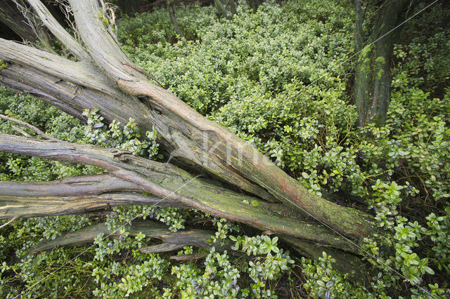 common juniper (Juniperus communis)