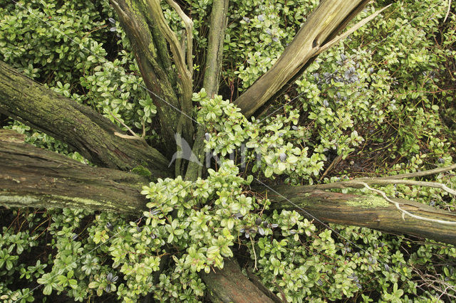 common juniper (Juniperus communis)