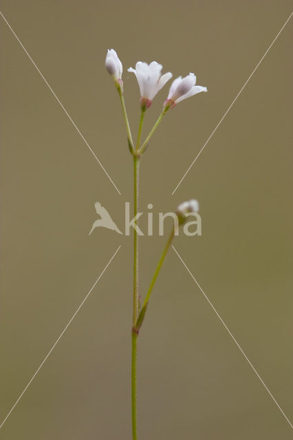 Squinancywort (Asperula cynanchica)