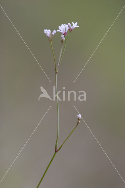 Kalkbedstro (Asperula cynanchica)
