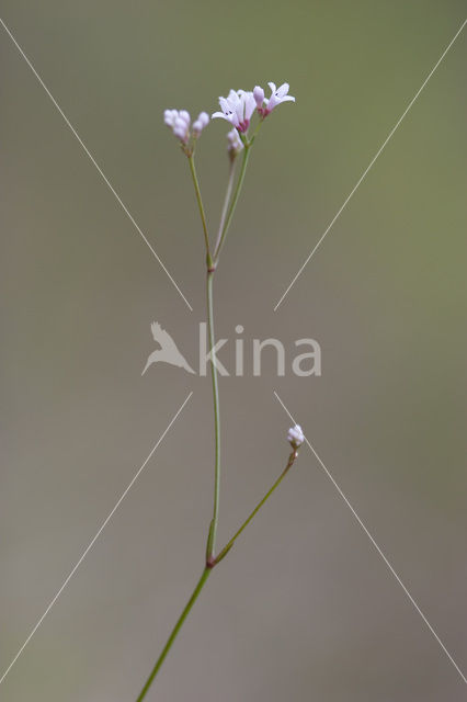 Squinancywort (Asperula cynanchica)