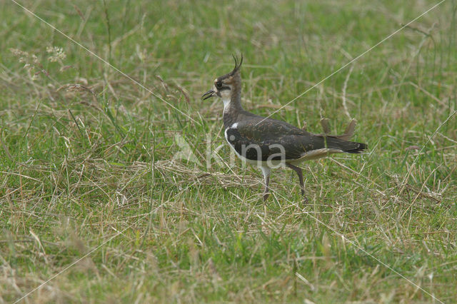 Lapwing (Vanellus vanellus)
