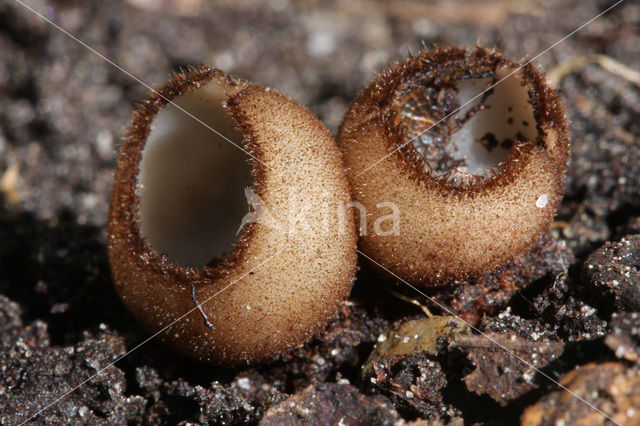 Kleine bruine bekerzwam (Humaria hemisphaerica)