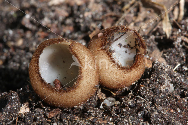 Kleine bruine bekerzwam (Humaria hemisphaerica)