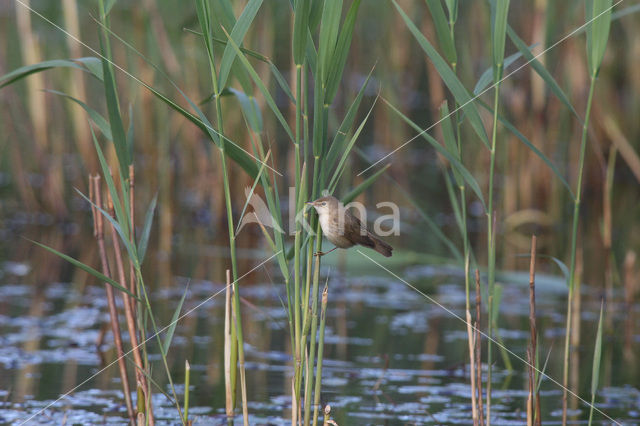 Eurasian Reed-Warbler (Acrocephalus scirpaceus)