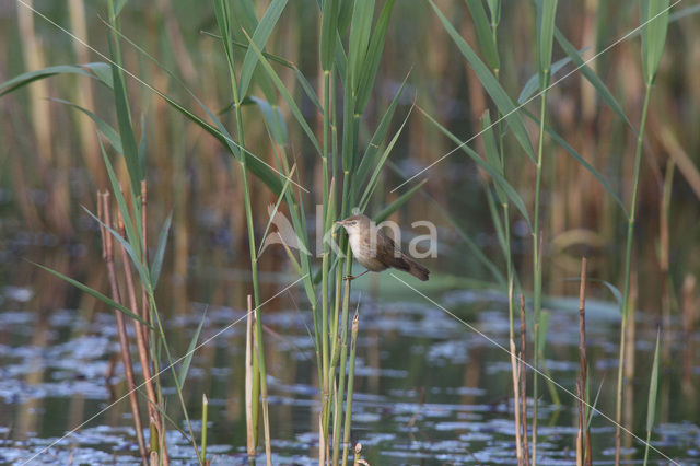 Kleine Karekiet (Acrocephalus scirpaceus)