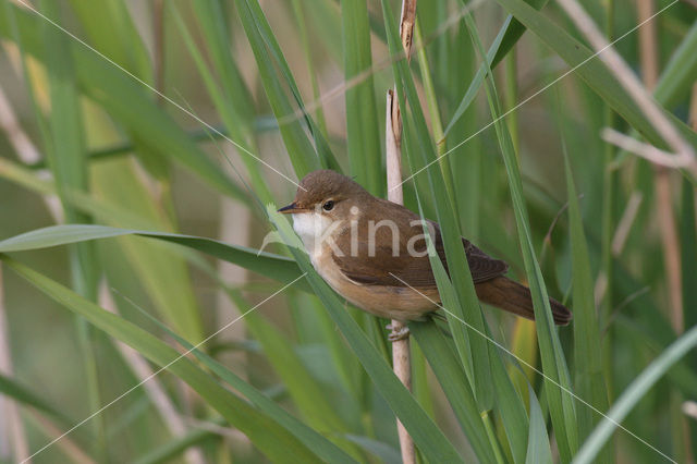 Eurasian Reed-Warbler (Acrocephalus scirpaceus)