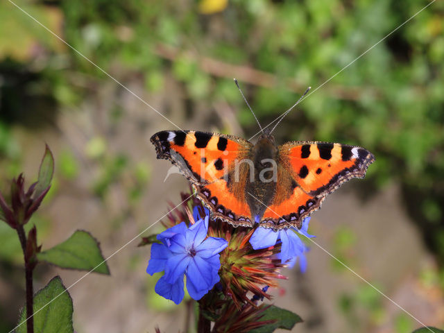 Kleine vos (Aglais urticae)