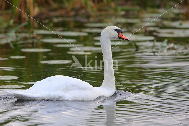 Knobbelzwaan (Cygnus olor)