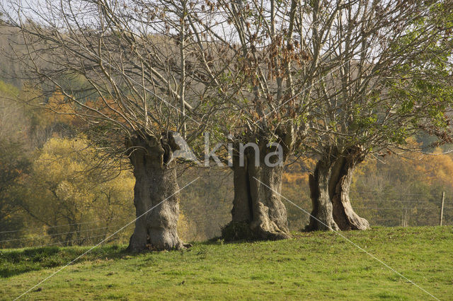 Knotwilg (Salix alba)