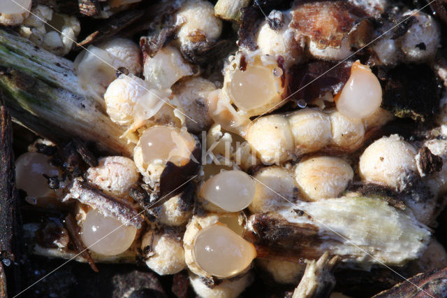 Cannonball fungi (Sphaerobolus stellatus)
