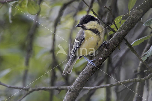 Koolmees (Parus major)