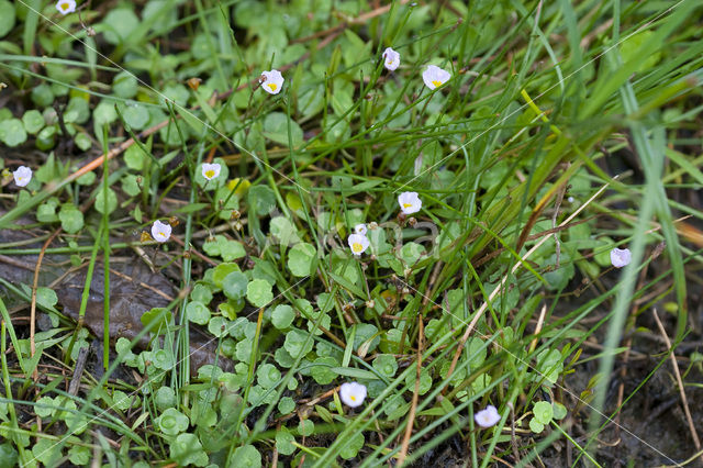 Kruipende moerasweegbree (Echinodorus repens)