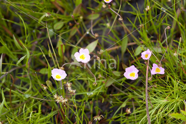 Kruipende moerasweegbree (Echinodorus repens)