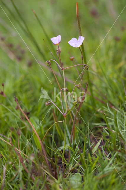 Kruipende moerasweegbree (Echinodorus repens)