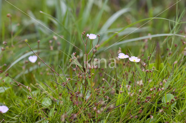 Lesser Waterplantain (Echinodorus repens)