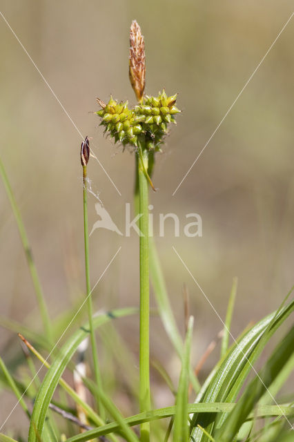 Kwelderzegge (Carex extensa)
