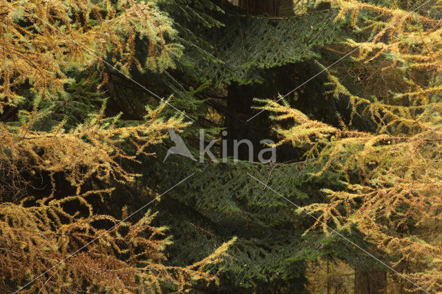 Larch (Larix)