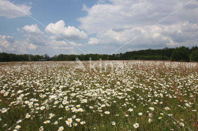 Margriet spec. (Chrysanthemum spec.)