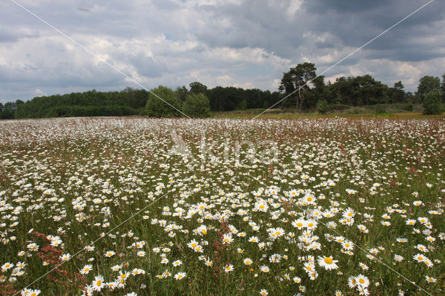 Marguerite (Chrysanthemum spec.)