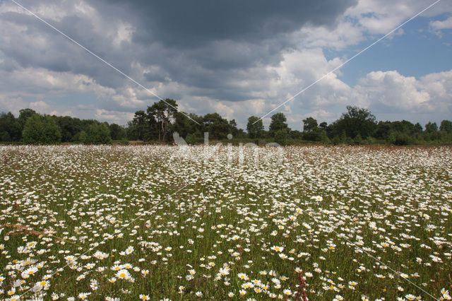 Margriet spec. (Chrysanthemum spec.)