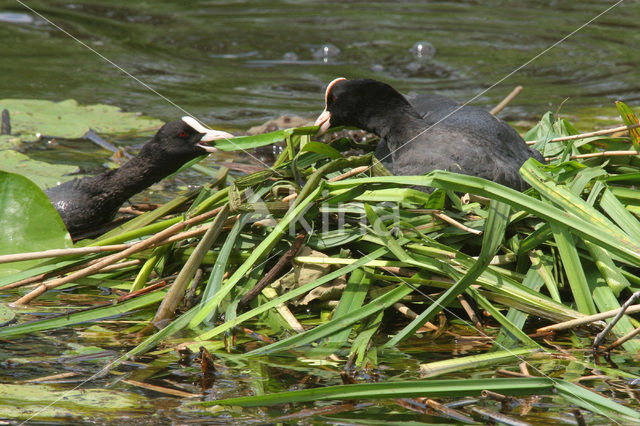 Common Coot (Fulica atra)