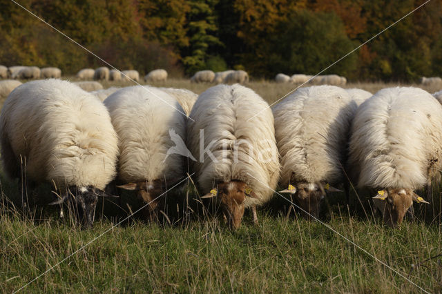 Mergellandschaap (Ovis domesticus)