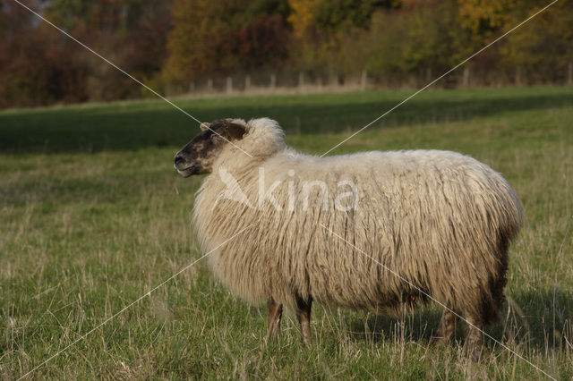 Mergellandschaap (Ovis domesticus)