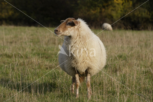 Mergellandschaap (Ovis domesticus)