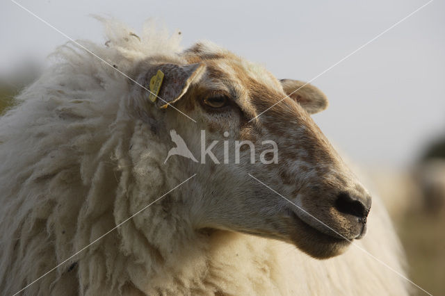 sheep (Ovis domesticus)