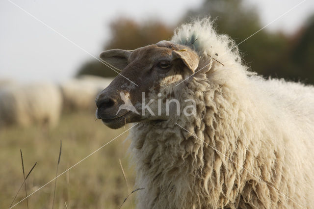 Mergellandschaap (Ovis domesticus)