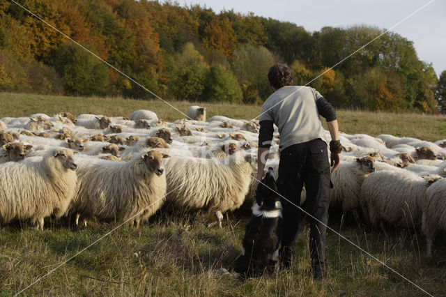 Mergellandschaap (Ovis domesticus)