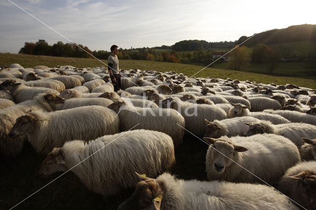 Mergellandschaap (Ovis domesticus)