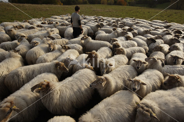 Mergellandschaap (Ovis domesticus)