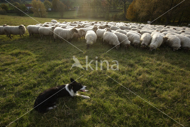 Mergellandschaap (Ovis domesticus)